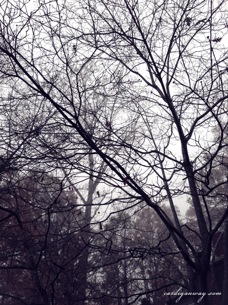 bare trees