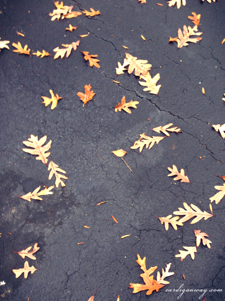 leaves on the drive