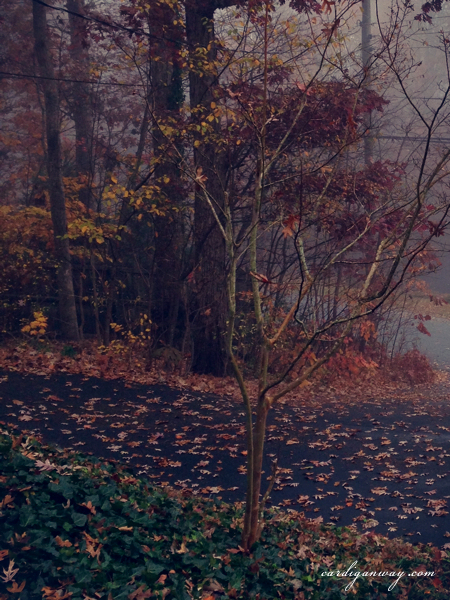 leaves on the ground