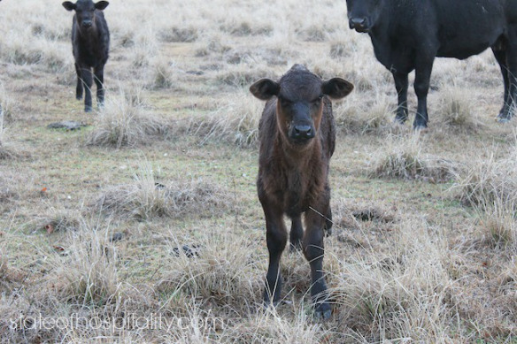 curious calf2