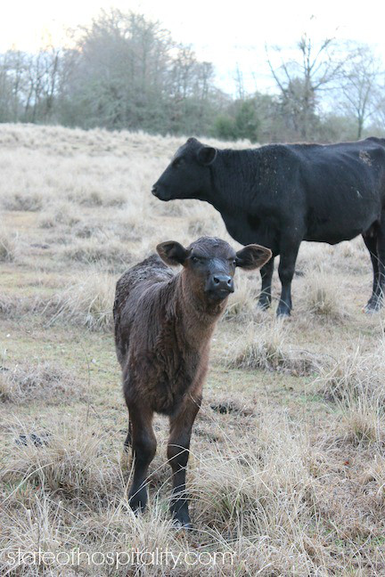 curious calf