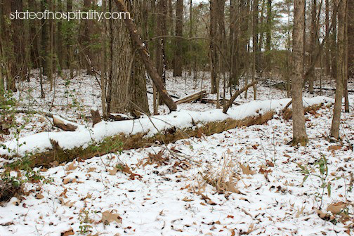 snow on log in woods