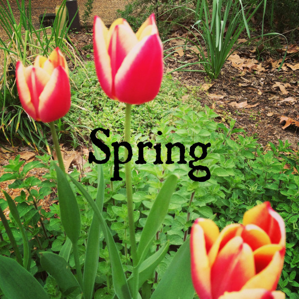 spring pic