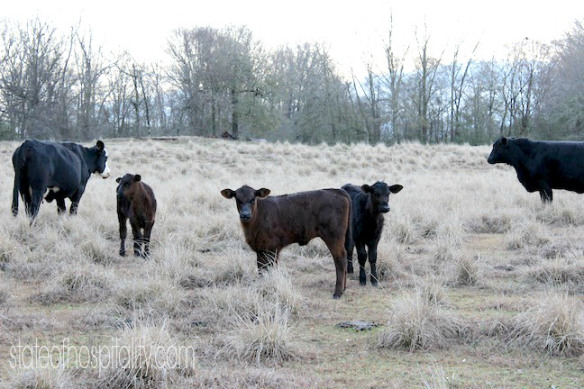trio of calves