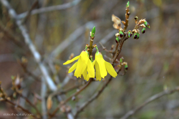 forsythia blossom