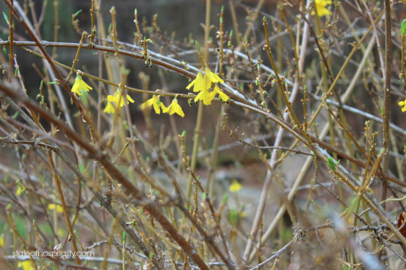 forsythia bush