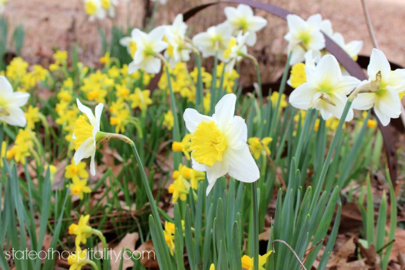 daffodils 2