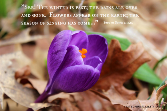 purple crocus