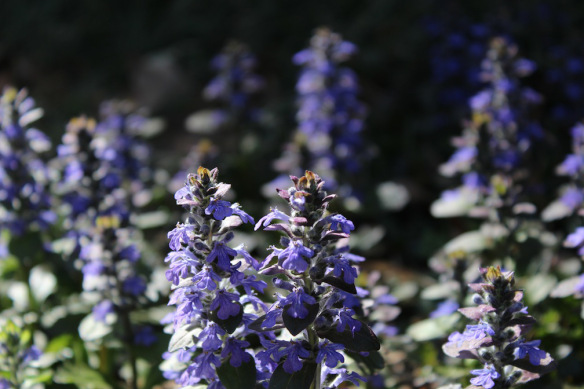 ajuga