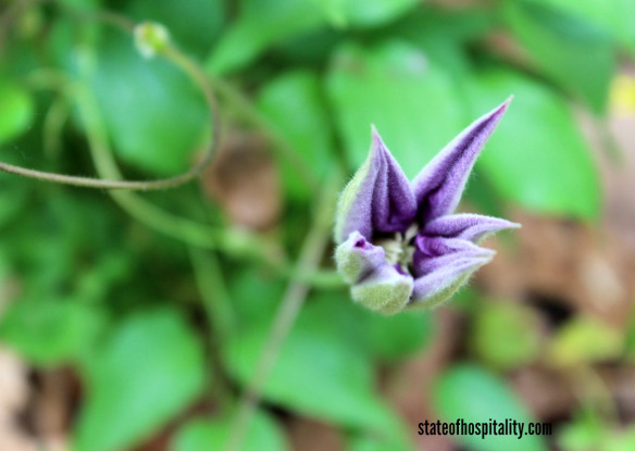 clematis 2
