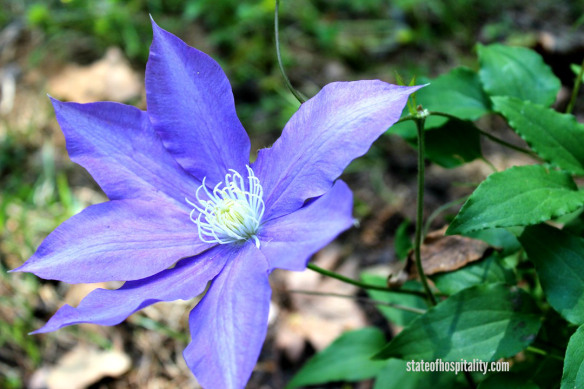 clematis