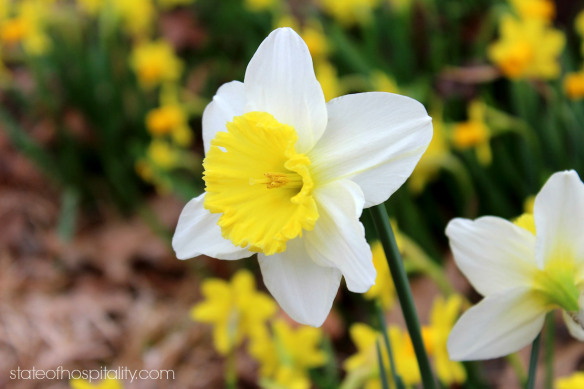 daffodil 1
