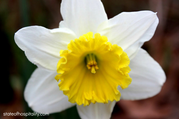 daffodil 3