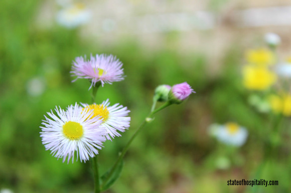 fleabane
