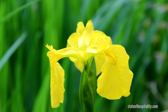 louisiana iris