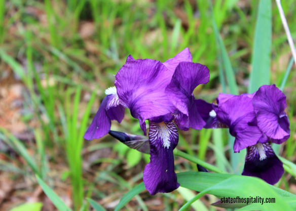 purple iris