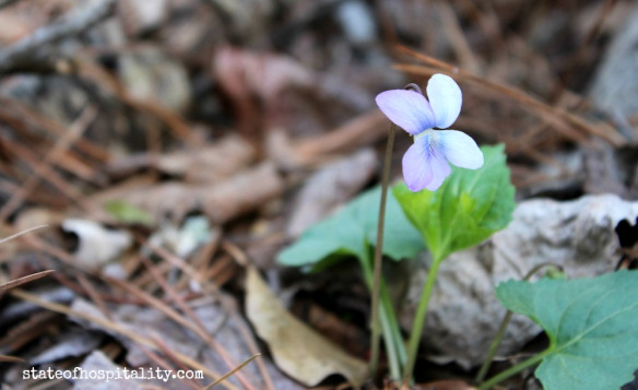 wild violet