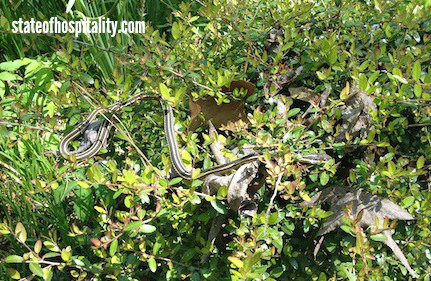 garden snake