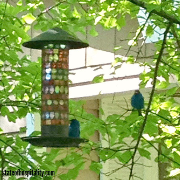 indigo buntings