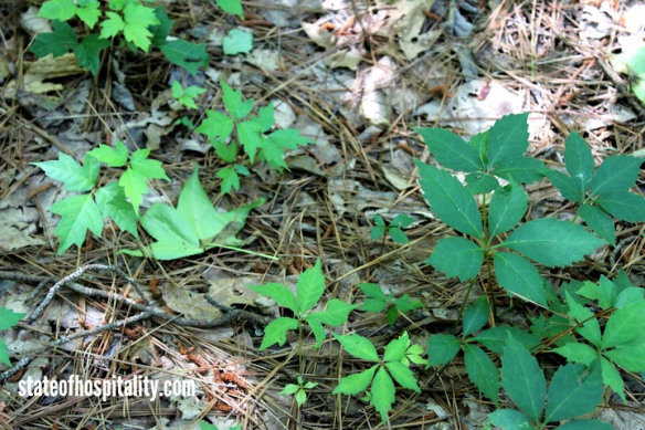 poison ivy and virginia creeper