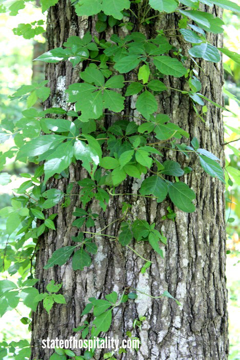virginia creeper 2
