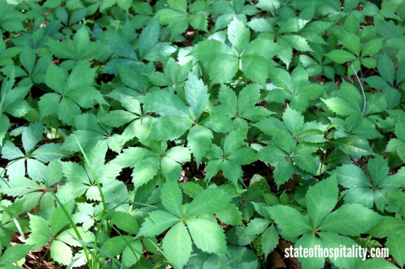 virginia creeper