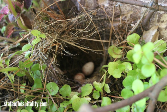eggs in nest