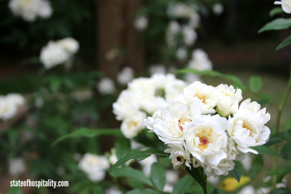 flowers