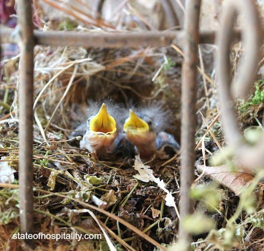 baby birds 2