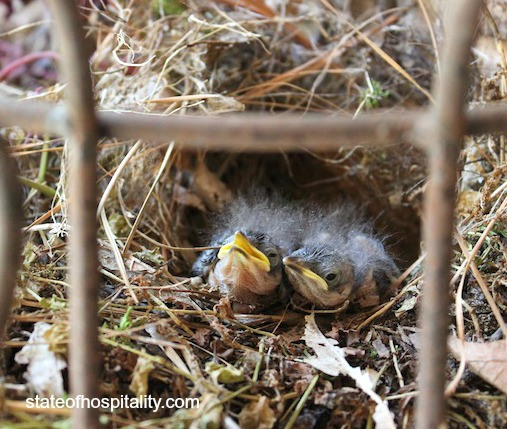 baby birds