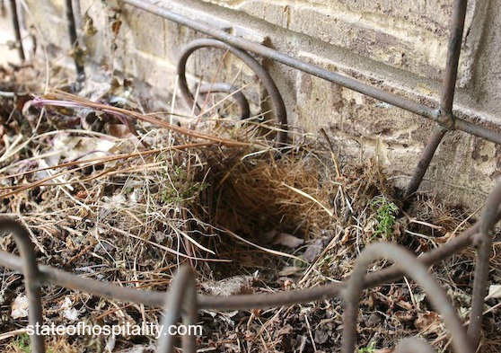 bird nest