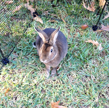 opie
