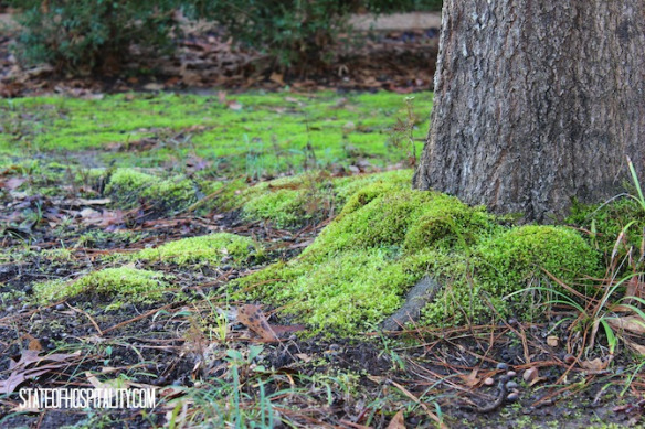 moss
