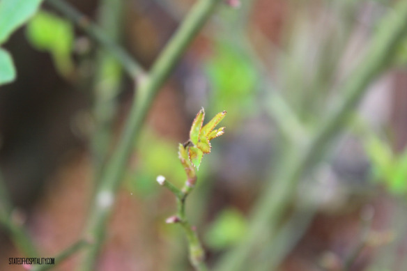 new leaf