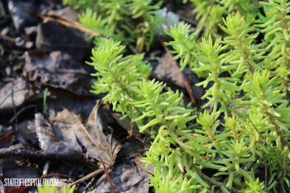 plant