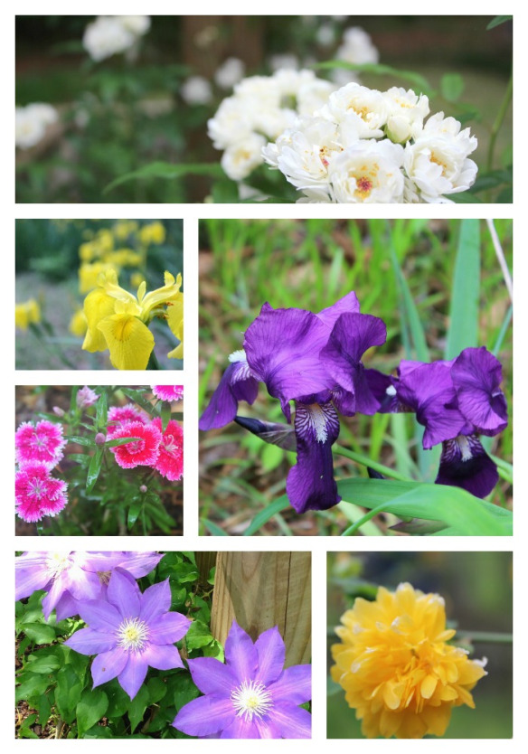 PicMonkey Collage